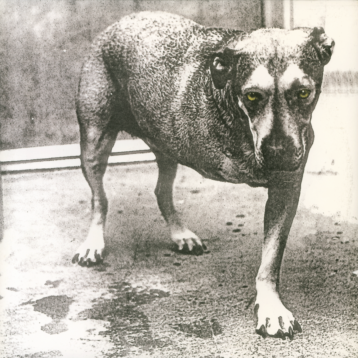 Alice In Chains 'Alice In Chains (30th Anniversary) 2xLP
